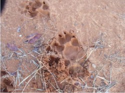 Paw Prints in the backyard